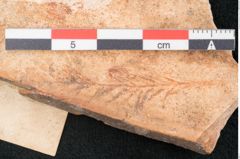 Foto (Detailansicht) von Taxodium distichum miocenicum Heer (NHMW-GEO-2024-0188-7945)